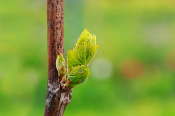 istock sprout of grapes 1148121531