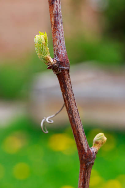 istock sprout of grapes 1148121547