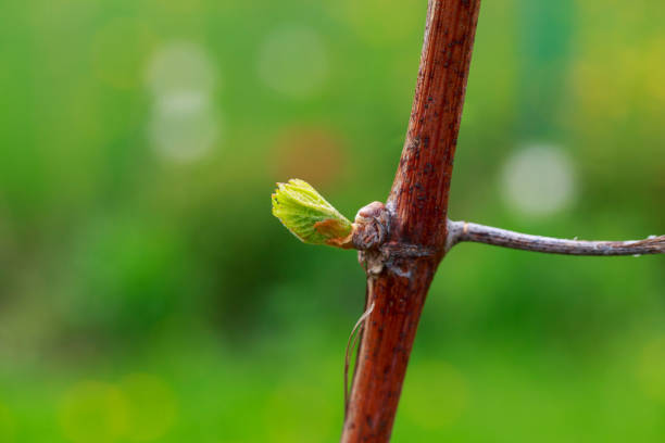 istock sprout of grapes 1148121577