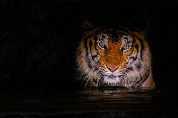istock Young sumatran tiger walking out of shadow 1148121780