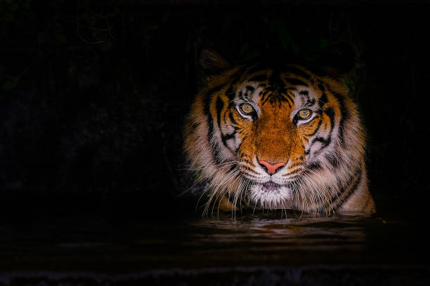 młody tygrys sumatrzański wychodzący z cienia - tiger animal sumatran tiger endangered species zdjęcia i obrazy z banku zdjęć