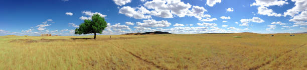 istock Panorama of a lonely tree in the middle of the steppe 1148122014