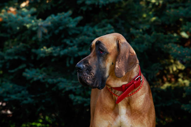 istock Dog breed Brazilian Mastiff 1148122797