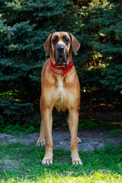 istock Dog breed Brazilian Mastiff 1148122812