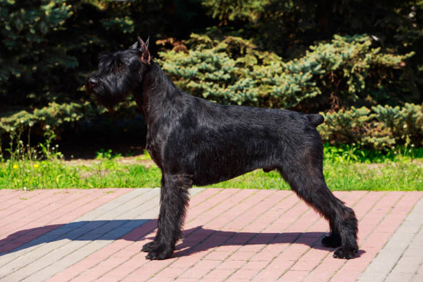 istock Dog breed Giant Schnauzer 1148122855
