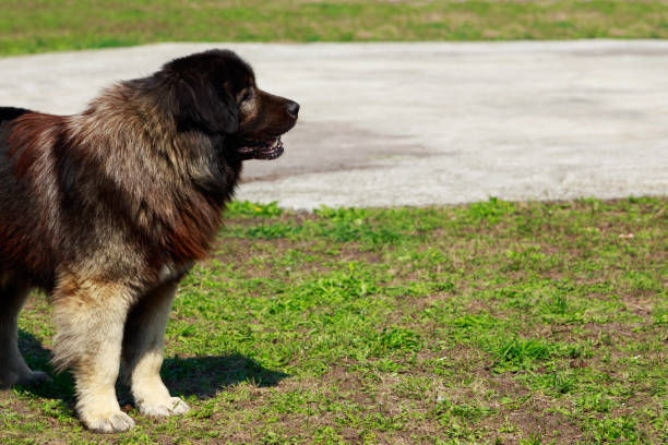 istock Dog breed Caucasian Shepherd Dog 1148122856