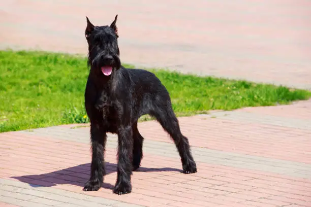 Dog breed Giant Schnauzer standing on the pavement