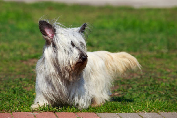 The dog breed Skye Terrier The dog breed Skye Terrier stands on green grass isle of skye stock pictures, royalty-free photos & images