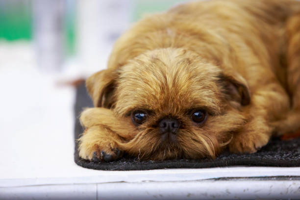Belgian Griffon breed dog Portrait of a Belgian Griffon breed dog close up brussels griffon dog lying down stock pictures, royalty-free photos & images