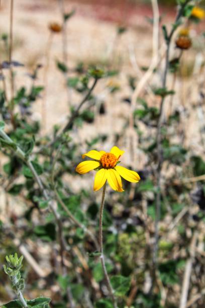 istock ENCELIA VIRGINENSIS - VIRGIN RIVER ENCELIA - JOSHUA TREE NP - 040919 D 1148123115