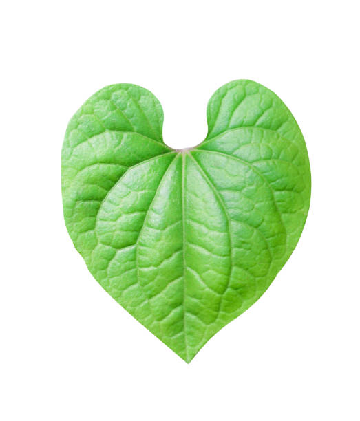 istock Colorful green leaves with line patterns in heart shape isolated on white background 1148123730