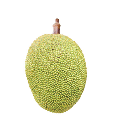 Jackfruit with stalk isolated on white background with clipping path , tropical fruit