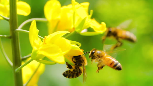 Slow motion of honey bee on flower
