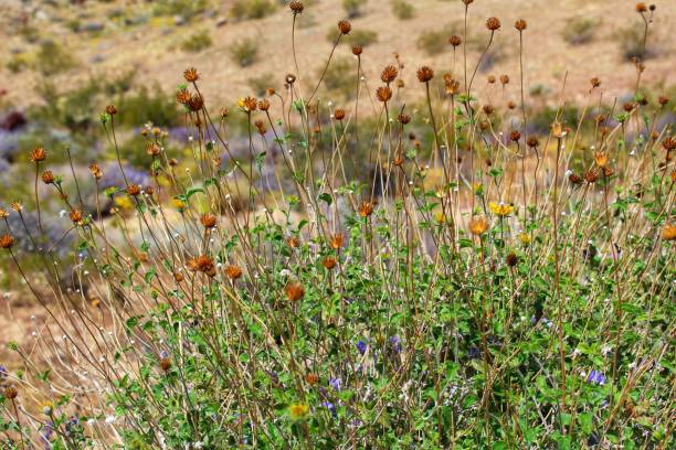 istock ENCELIA VIRGINENSIS - VIRGIN RIVER ENCELIA - JOSHUA TREE NP - 040919 E 1148125249