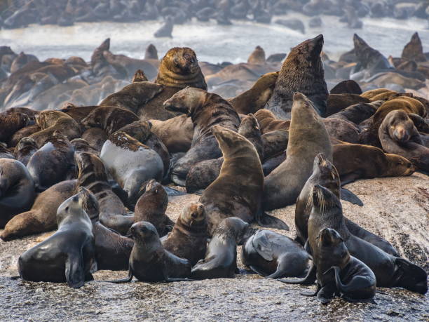 istock Seal Island in Cape town 1148126088