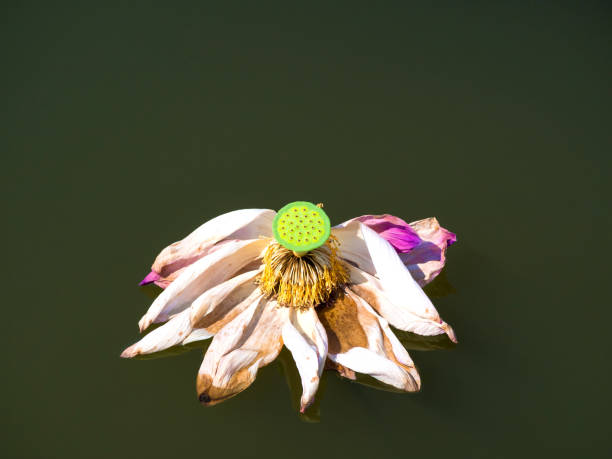 withered Lotus in the swamp without leaf