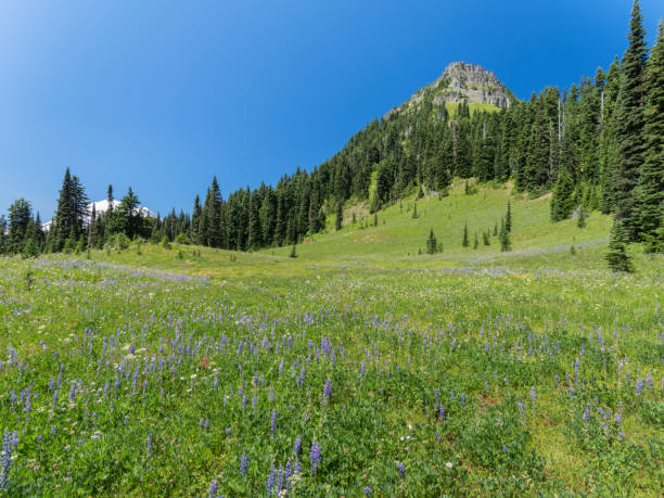 istock scenic view of Mount Rainier national park 1148128431