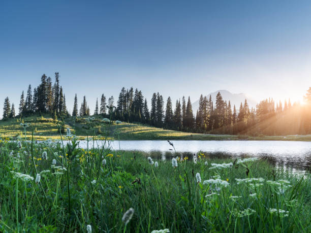 istock scenic view of Mount Rainier national park 1148129091