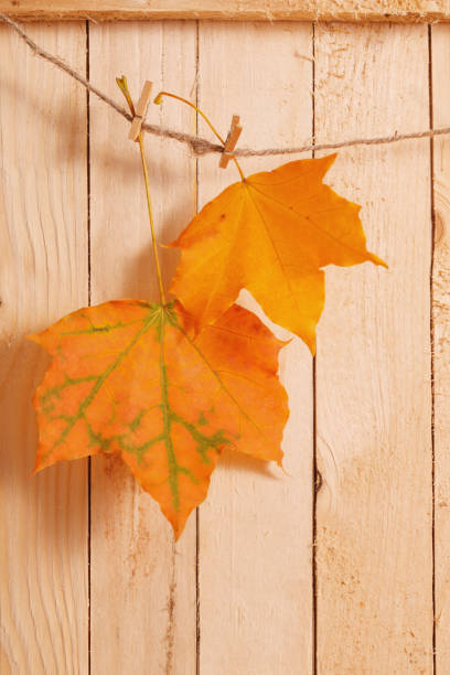 istock autumn leaves on wooden background 1148132913
