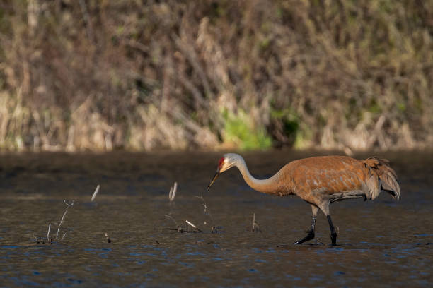 istock Sandhill Crane Searching for Food 1148133213