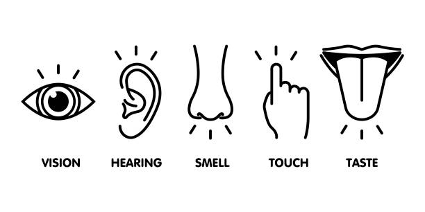 Icon set of five human senses: vision - eye , smell - nose , hearing - ear , touch - hand , taste - mouth with tongue . Simple line icons and color circles, vector illustration Icon set of five human senses: vision - eye , smell - nose , hearing - ear , touch - hand , taste - mouth with tongue . Simple line icons and color circles, vector illustration. body odor stock illustrations
