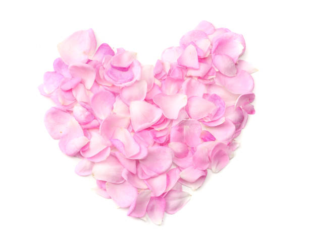 istock pink rose petal heart isolated on white background. top view 1148133847