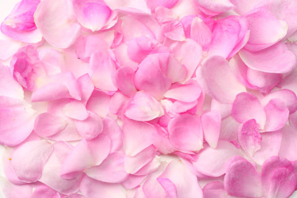istock pink rose petals isolated on white background. top view 1148133896