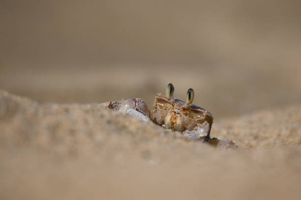 istock Crab coming out of its burrow 1148134211