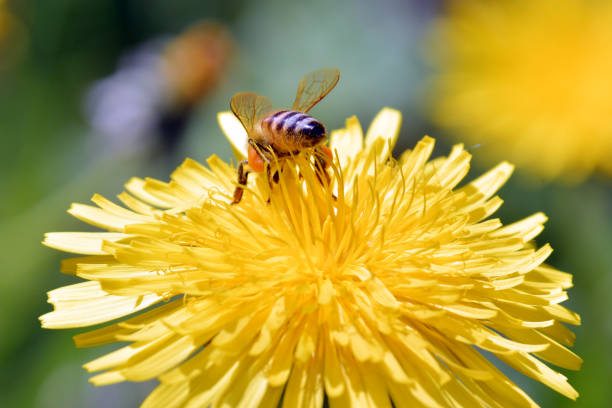 istock The bee on the flower 1148136896