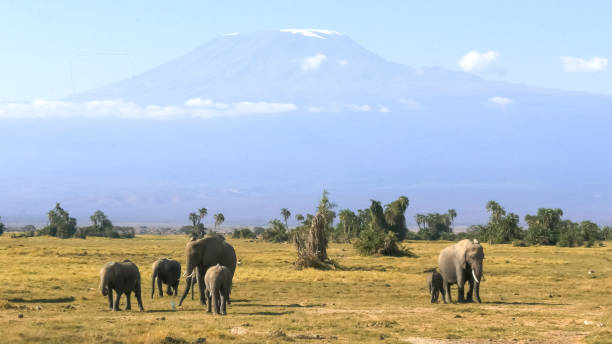 istock elephants facing forward with mt kilimanjaro at amboseli national park 1148137103
