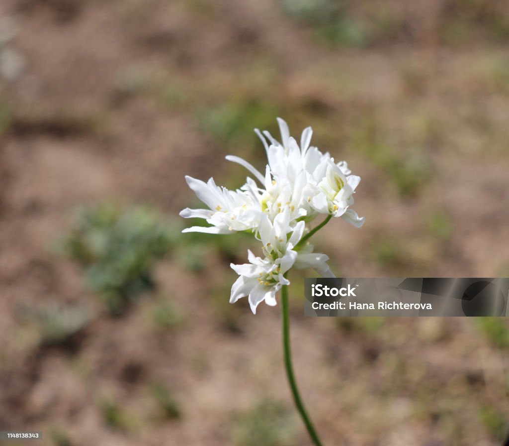 Allium Zebdanense Cebolla Ornamental Silvestre Flores Blancas Es Una Planta Perenne Que Forma Bulbo Con Una Umuna De Flores De Color Crema Foto de stock y más banco de imágenes de Ajo - Allium Zebdanense Cebolla Ornamental Silvestre Flores Blancas Es Una Planta Perenne Que Forma Bulbo Con Una Umuna De Flores De Color Crema Foto de stock y más banco de imágenes de Ajo -