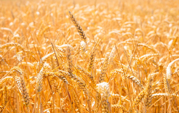 istock summer landscape with field of corn under blue sky 1148138373
