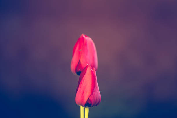 istock Red tulip flowers wedding background 1148142310