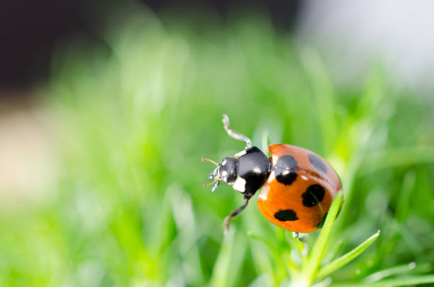 Close up view of ladybug on Irish moss.