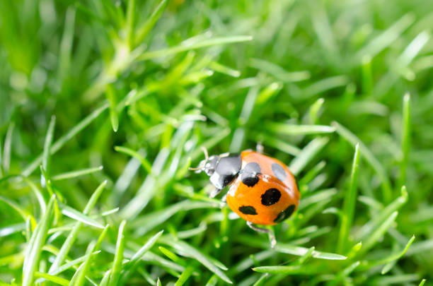 istock Close up view of ladybug on Irish moss 1148143204