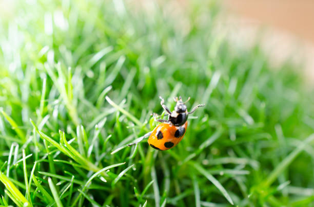 istock Close up view of ladybug on Irish moss 1148143215