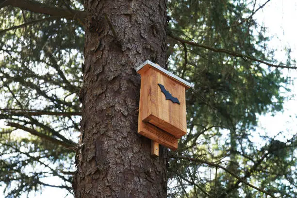 bat box in tree - wildlife conservation in nature reserve forest