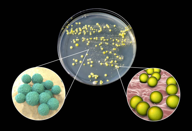 las colonias de bacterias cultivadas de la piel humana - staphylococcus epidermidis fotografías e imágenes de stock