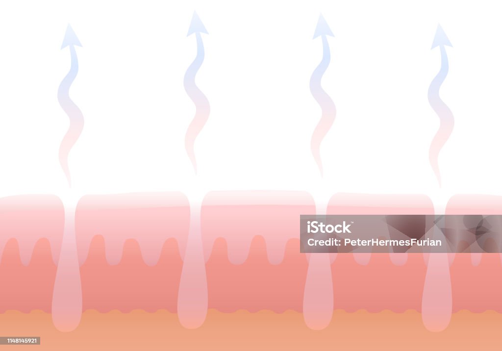 Human cutaneous respiration. Skin breathing. Schematic cross section illustration of dermis with pores and its gas exchange. Air Conditioner stock vector