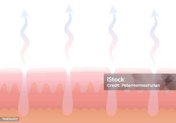 Human Cutaneous Respiration Skin Breathing Schematic Cross Section Illustration Of Dermis With Pores And Its Gas Exchange Stock Illustration - Download Image Now