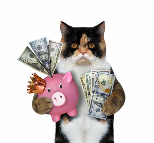 istock Cat holding a pink piggy bank 1148146626