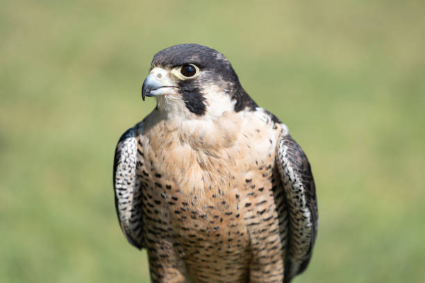 istock A closeup view of a Lanner Falcon. 1148148040