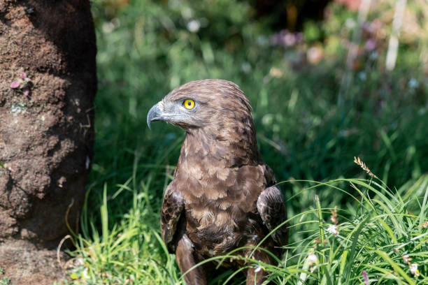 A Brown Snake Eagle standing in grass. A Brown Snake Eagle standing in grass. brown snake eagle stock pictures, royalty-free photos & images