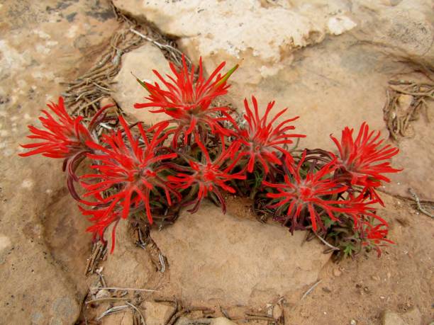 pinceau commun ou castilleja chromosa, ou fleurs de prairie-feu dans le parc national d’arches à la journée ensoleillée près de moab, utah, etats-unis - indian paintbrush photos et images de collection