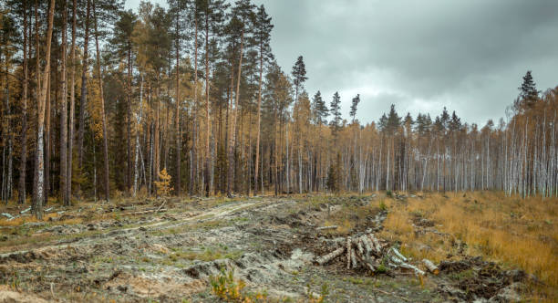 istock Forest Glade AT Cloudy Autumn Day 1148154133