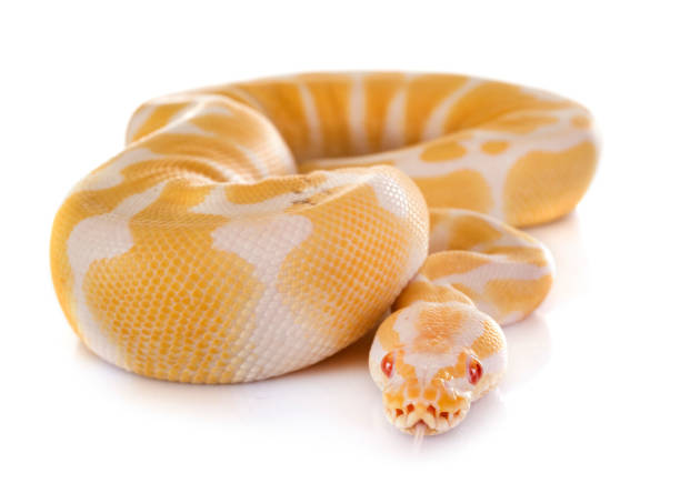Ball Python Snake Front 2,200+ Ball Python Stock Photos, Pictures & Royalty-Free Images - iStock