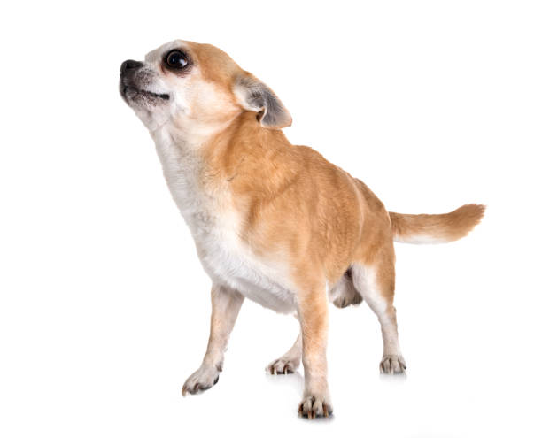 istock little chihuahua 1148155641