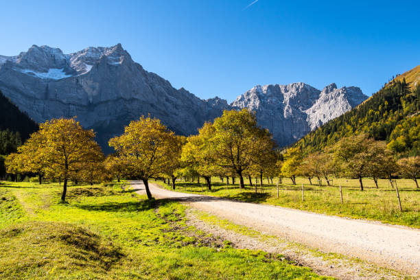 istock maple trees at Ahornboden, Karwendel mountains, Tyrol, Austria 1148156152