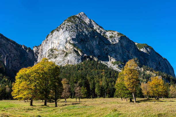 istock maple trees at Ahornboden, Karwendel mountains, Tyrol, Austria 1148156321