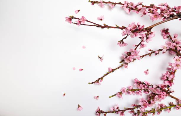 istock Peach blossom on pastel white background. Fruit flowers. - Image 1148157165